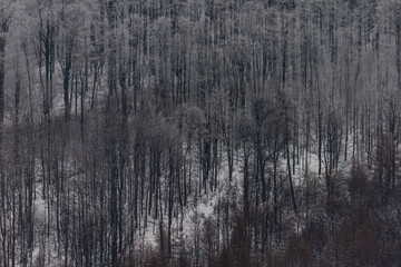 Winter in polish mountains, tree covered by fresh snow