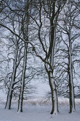 Fototapeta na wymiar Snow in National Park Hoge Veluwe in the Netherlands