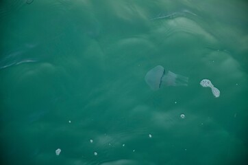 Fototapeta na wymiar jellyfish in the water of the Ligurian sea in Spotorno, Italy. Summer 2019