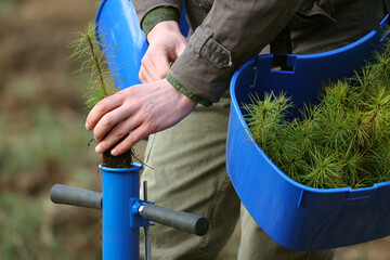 Close-up of a man planting a spruce sapling in the forest