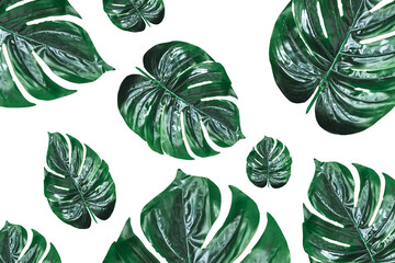 Monstera leaves Seamless tropical and summer pattern with exotic leaves