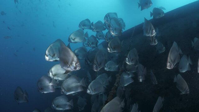 A large school of silver Batfish congregate deep underwater next to a shipwreck lit up by a scuba divers torch