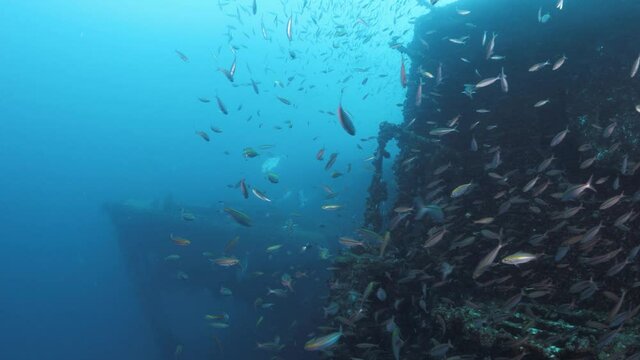 Underwater footage of the sunken shipwreck of the ex Australian Navy boat the HMAS Tobruk to provide a colourful artificial reef teeming with fish life for scuba divers to explore
