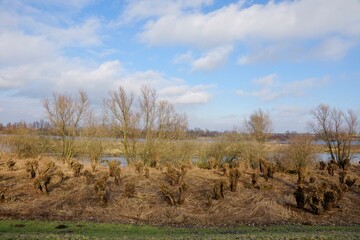 Knotted willow in flood plains of Meuse River near Den Bosch in the Netherlands