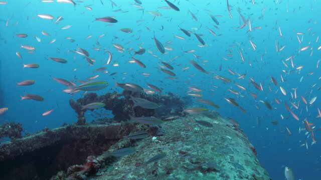 Underwater footage of a colourful sunken shipwreck with schools of fish swimming above the rusted metal of the artificial reef for scuba divers