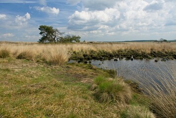 Fototapeta na wymiar National Park de Hoge Veluwe in the East of the Netherlands