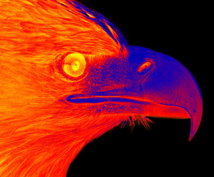 golden eagle infrared