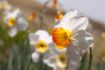 yellow and white narcissus