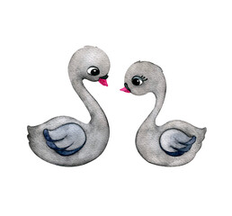 Beautiful pair of black swans. Watercolor illustration on a white background.