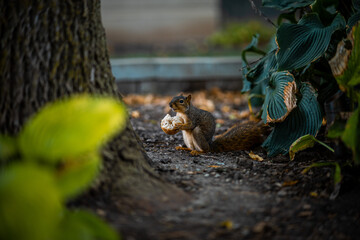squirrel feasting and eating bread roll