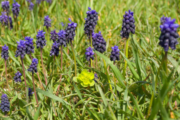 Spring muscari flowers are purple on a background of green grass.
