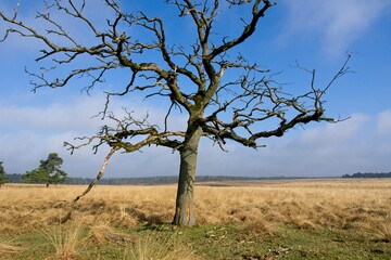 Fototapeta na wymiar National Park Deelerwoud on Veluwe in the Netherlands