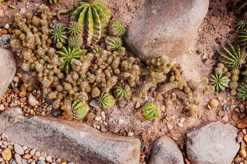 Cactus of various shapes grown in sand desert terrain.Top view floral background