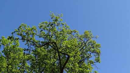 green tree and blue sky