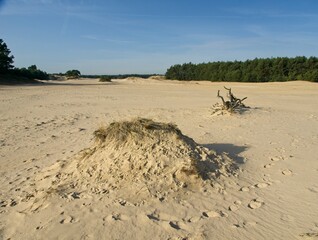 Nature Reserve Hulshorsterzand on the Veluwe in the Netherlands