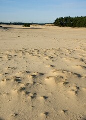 Nature Reserve Hulshorsterzand on the Veluwe in the Netherlands