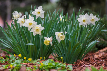 Narcissus hybridus bright white trumpet daffodils stainless flowers in bloom, early springtime...
