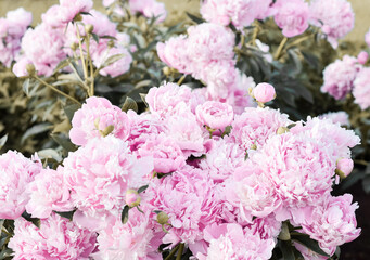 Common Garden Peony (Chinese Peony) (Paeonia lactiflora), 'Monsieur Jules Elie' shrub blooming in early summer with pink flowers