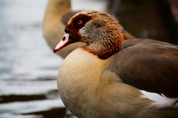duck in the snow