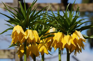 yellow Crown imperial (Fritillaria imperialis) flowers on soft focused blue sky & wood frame background