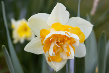 Fototapeta premium daffodils in a garden