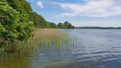 lake with green forest and reed