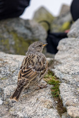 sparrow on a rock