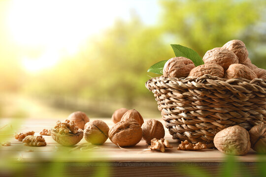 Basket full of walnuts on table in walnut field