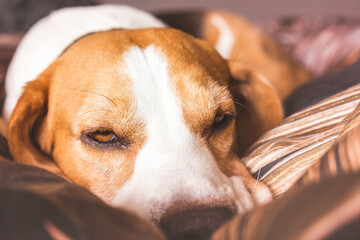 Funny Beagle dog tired sleeps on a cozy bed