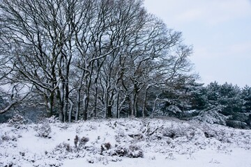 Fototapeta na wymiar Snow in National Park de Hoge Veluwe in the Netherlands