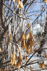Seeds of maple covered with hoarfrost