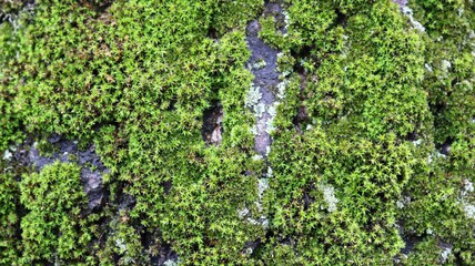 bright green moss on the textured bark of a tree close-up, natural forest macro background, mossy surface of the trunk in a humid forest, micro plants in the microcosm of the surrounding nature