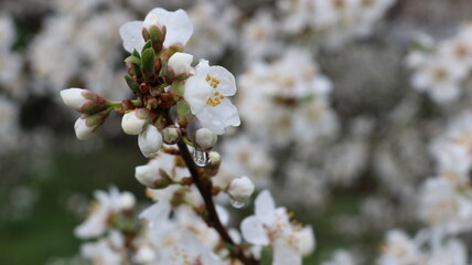 raindrops on white delicate petals of blooming cherry plum close-up, spring background of flowering fruit tree on a rainy day, wet flowers of a garden bush macro view