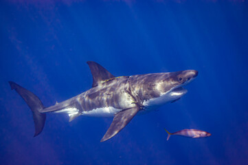Fototapeta premium great white shark