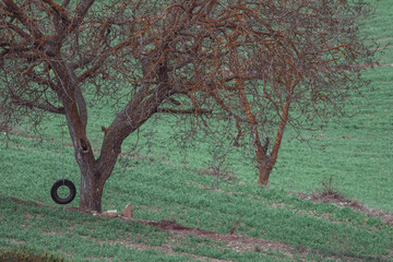 swing made from an old tire hung from a tree