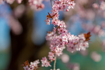 Beautiful floral spring abstract nature landscape. Branches of blossoming apricot macro with blurred sunlight and garden view. Springtime, May flowers, cheery, sakura. Amazing nature flowers, romantic