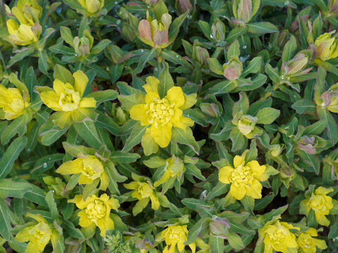(Euphorbia polychroma) Euphorbe polychrome ou euphorbe dorée à fleurs aux bractées jaune-vert lumineuses sur tiges velues portant des feuilles obovales, soyeuses, vert-bleuté teintées de pourpre