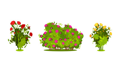 Bushes with Rose Flowers and Branched Stem as Perennial Woody Plant Vector Set