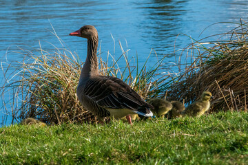 goose on the lake