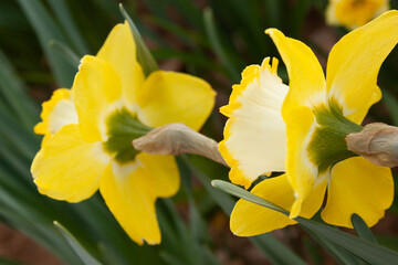 Fototapeta premium yellow daffodils in spring