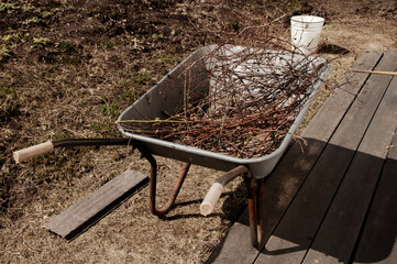 Garden wheelbarrow with dry branches from the garden after harvesting