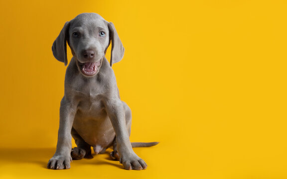 Lindo cachorro de weimar weimaraner ojos azules gris mirando a la c&aacute;mara sentado sobre un fondo amarillo minimalista y limpio