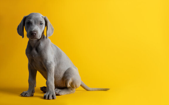 Lindo cachorro de weimar weimaraner ojos azules gris mirando a la c&aacute;mara sentado sobre un fondo amarillo minimalista y limpio