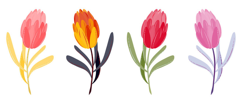 Set of different colors tulips with leaves. Collection of hand-drawn flowers for wedding cards, postcards, summer and spring holiday greeting cards. JPG illustration isolated on white background