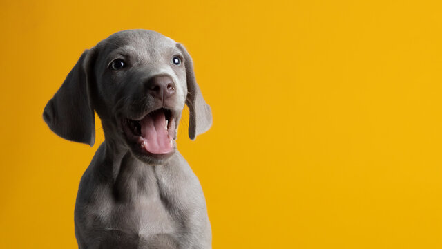 Lindo cachorro braco de weimar weimaraner ojos azules gris mirando a la cámara sentado sobre un fondo amarillo minimalista y limpio