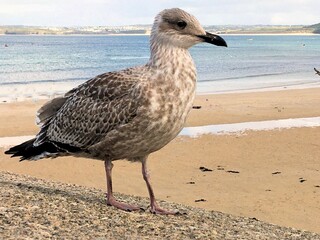 A close up of a Herring Gull