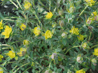 Parterre d'euphorbe polychrome  (Euphorbia polychroma) à floraison jaune à vert chartreux sur...
