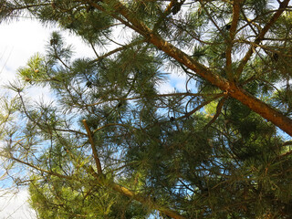 green branches of fluffy pine with cones in early spring against the sky