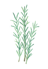 Rosemary hand drawn illustration, isolated on white background