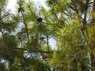 green branches of fluffy pine with cones in early spring against the sky